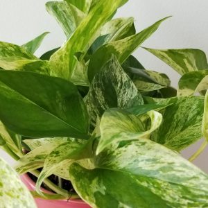 pothos marble queen in decorative ceramic container plant gifts indoor plants office plants houseplants Toronto Mississauga Oakville Etobicoke Markham other GTA