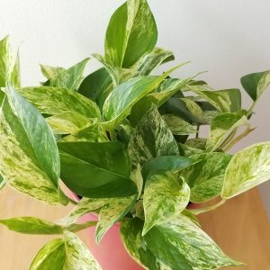 pothos marble queen in decorative ceramic container plant gifts indoor plants office plants houseplants Toronto Mississauga Oakville Etobicoke Markham other GTA