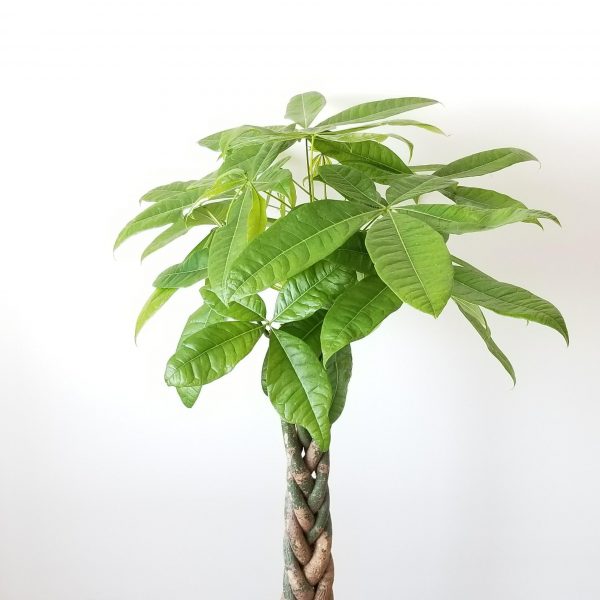 Money Tree in 10 inch pot Pachira aquatica Good-fortune plant Indoor plants houseplants officeplants GTA and surrounding areas delivery