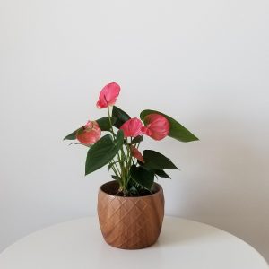 Anthurium Pink blooms in decorative ceramic container Plant gifts air-purifying indoor plants houseplants office plants interiorplants GTA delivery Toronto Mississauga Oakville Burlington Brampton Etobicoke Islington Kipling