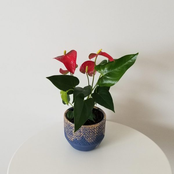 Anthurium red in decorative ceramic container Christmas Gift air-purifying houseplants office plants Toronto Mississauga Oakville Burlington Brampton Etobicoke