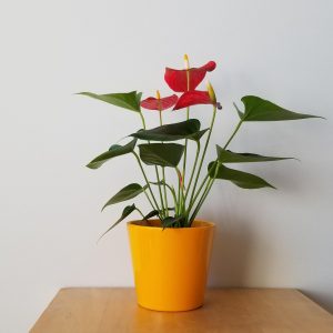 Anthurium red bloom in decorative pot Happy Valentine's Day gifts Toronto Mississauga Oakville Brampton Etobicoke other GTA
