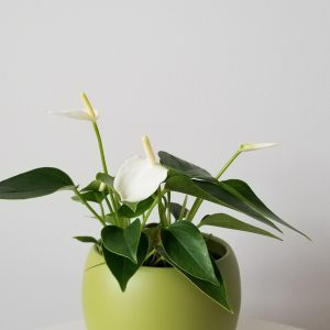 Anthurium White Blooms in Decorative Ceramic Container Indoor plants houseplants sale GTA Mississauga Toronto Etobicoke Brampton Oakville Burlington Grimsby Hamilton