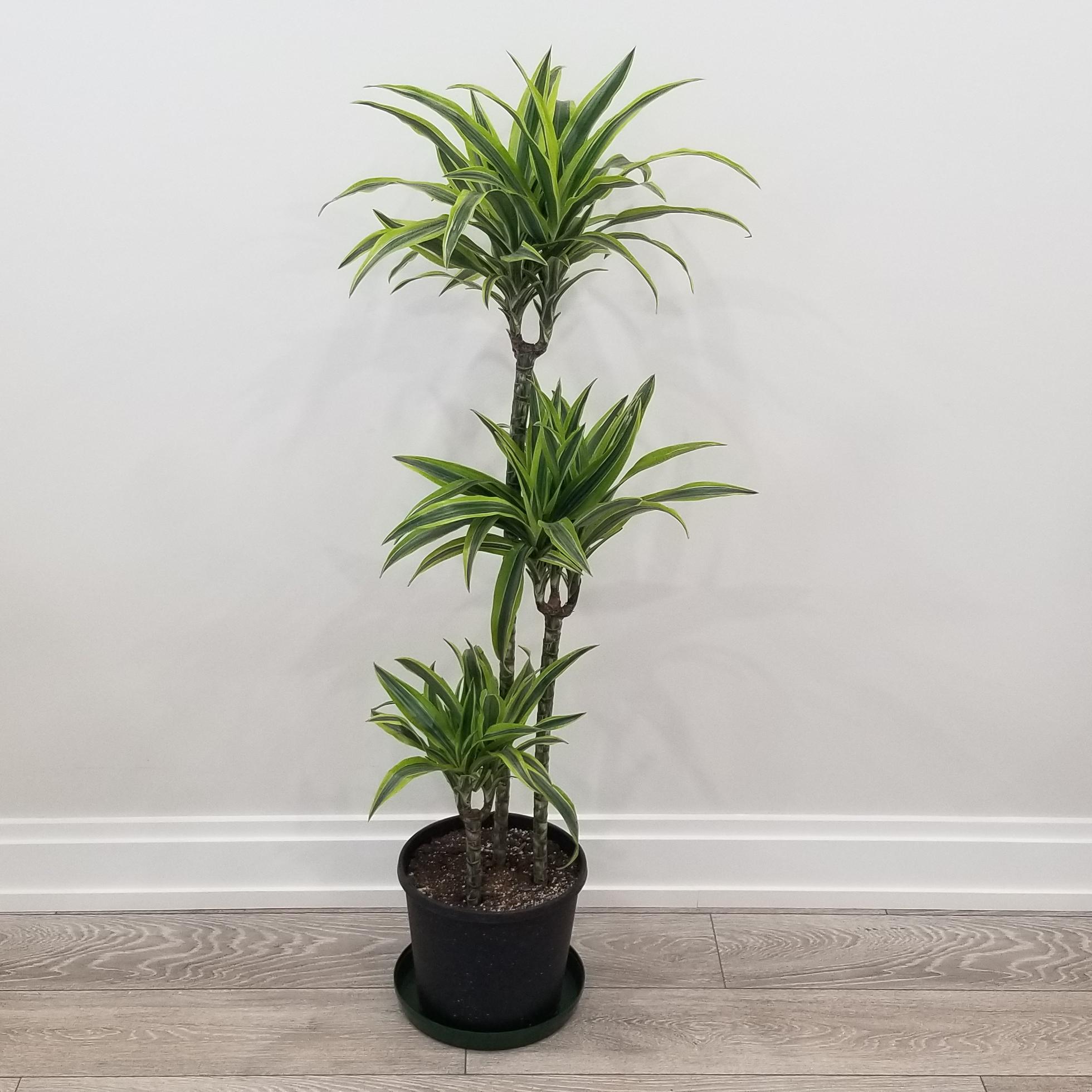 dracaena lemon lime cane in 10 inch pot 1 dracaena lemon lime interior plants houseplants office plants Toronto Mississauga Etobicoke Milton Markham Woodbridge other GTA