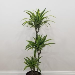 dracaena lemon lime interior plants houseplants office plants Toronto Mississauga Etobicoke Milton Markham Woodbridge other GTA