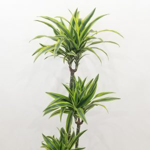 dracaena lemon lime interior plants houseplants office plants Toronto Mississauga Etobicoke Milton Markham Woodbridge other GTA