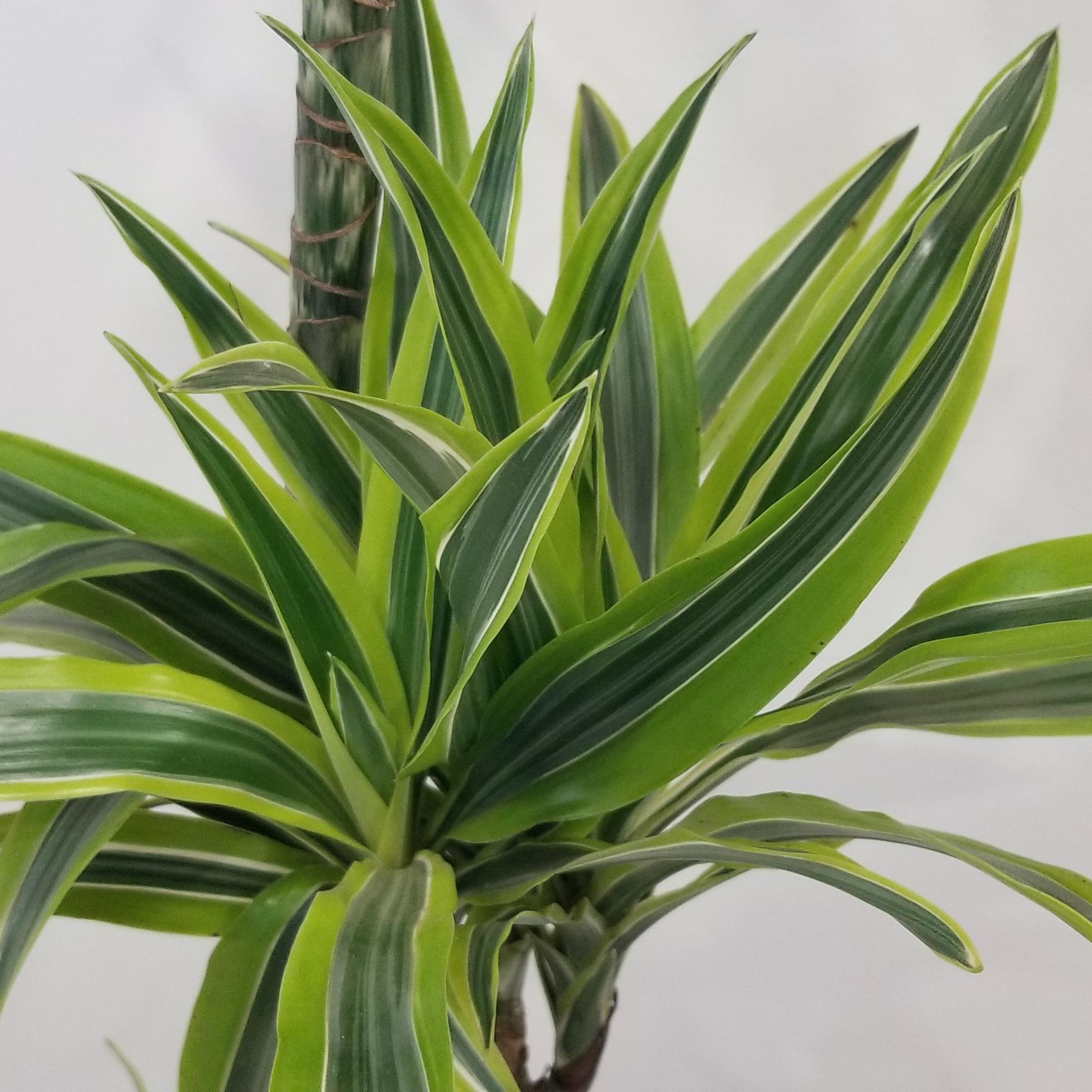 dracaena lemon lime cane in 10 inch pot 5
