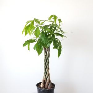 Money Tree in 10 inch pot Pachira aquatica Good-fortune plant Indoor plants houseplants officeplants GTA and surrounding areas delivery