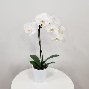 Happy Mother's Day gifts flowering plants orchid white blooms flowering and green indoor plants houseplants office plants plant gifts GTA Mississauga Toronto Milton Burlington Brampton Markham Richmond Hill other GTA
