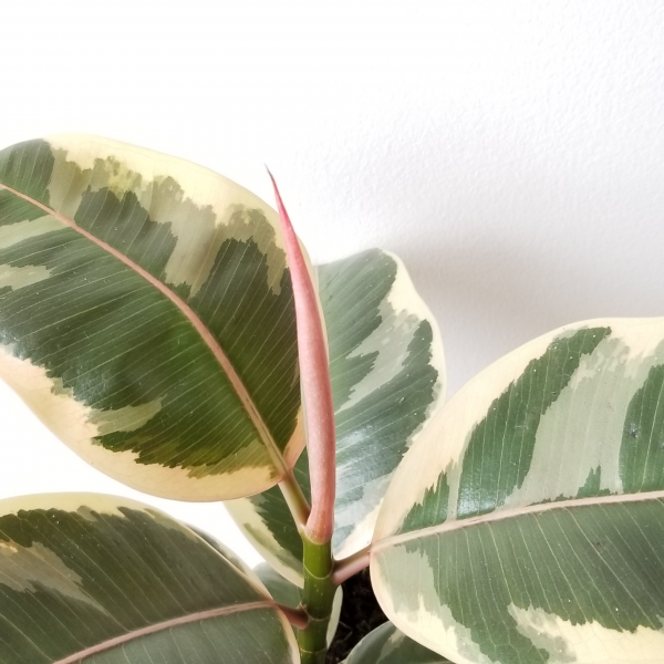 Indoor plants houseplants airpurifyng plants indoors plant sale Interiorplants plant gifts GTA Mississauga Toronto Etobicoke Brampton Burlington Hamilton Oakville Ontario Richmond Hill North York GTA Ficus Elastica Tineke air-purifying plant