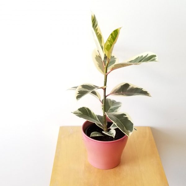 Indoor plants houseplants interiorplants plant sale Mississauga Toronto Etobicoke Brampton Oakville Burlington GTA Ficus elastica Tineke Rubber plant