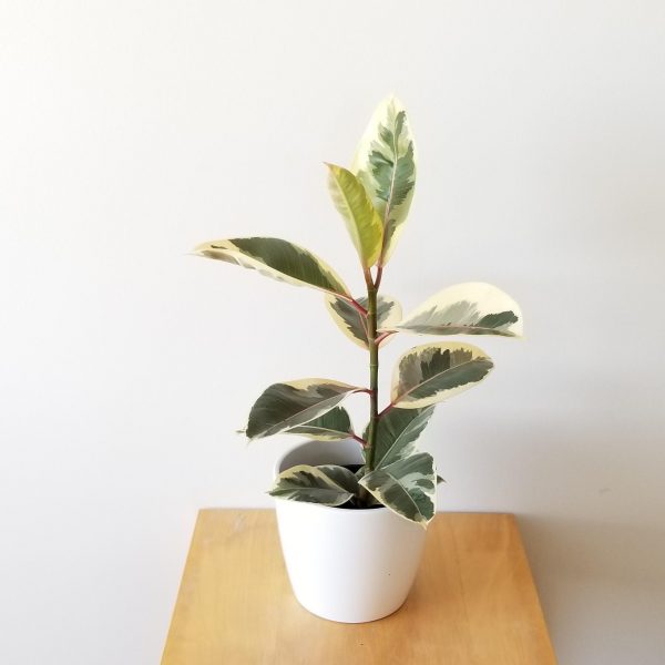 Indoor plants houseplants interiorplants plant sale Mississauga Toronto Etobicoke Brampton Oakville Burlington GTA Ficus elastica Tineke Rubber plant