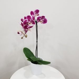 Orchid Magnifica in decorative ceramic container Christmas gifts Flowering indoor plants office plants Toronto Mississauga Oakville Brampton Etobicoke