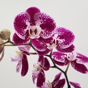 Orchid Magnifica in decorative ceramic container Christmas gifts Flowering indoor plants office plants Toronto Mississauga Oakville Brampton Etobicoke