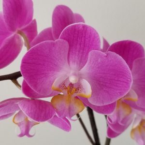 orchids flowering plants Happy Mothers Day gifts GTA Toronto Mississauga Brampton Oakville Etobicoke Milton Markham Woodbridge other GTA