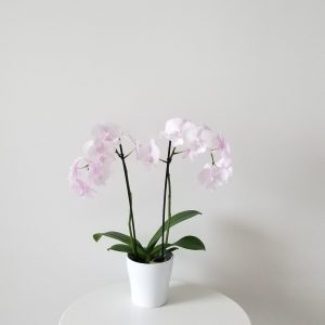 Happy Mother's Day gifts flowering plants orchid white blooms flowering and green indoor plants houseplants office plants plant gifts GTA Mississauga Toronto Milton Burlington Brampton Markham Richmond Hill other GTA