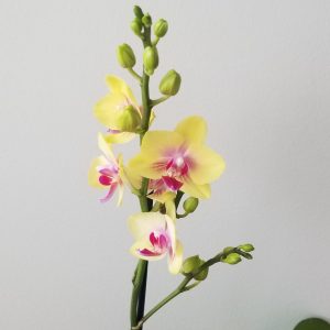orchid phalaenopsis yellow in decorative ceramic container flowering plants gifts GTA Toronto Mississauga Oakville Burlington Grimsby Etobicoke