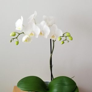 Happy Mother's Day gifts flowering plants orchid white blooms flowering and green indoor plants houseplants office plants plant gifts GTA Mississauga Toronto Milton Burlington Brampton Markham Richmond Hill other GTA