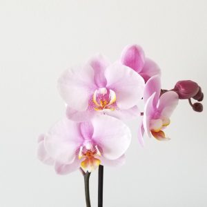 Orchid Phalaenopsis in Decorative ceramic container Plant gifts flowering indoor plants officeplants interiorplants GTA Toronto Etobicoke Mississauga Oakville Burlington Kipling Islington other areas
