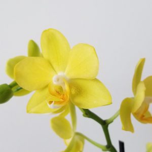 orchid phalaenopsis in decorative ceramic container flowering plants gifts GTA Toronto Mississauga Oakville Burlington Grimsby Etobicoke