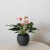 anthurium pink in decorative ceramic pot Christmas gifts GTA air-purifying indoor flowering plants houseplants office plants Toronto Mississauga Oakville Etobicoke Brampton Markham etc