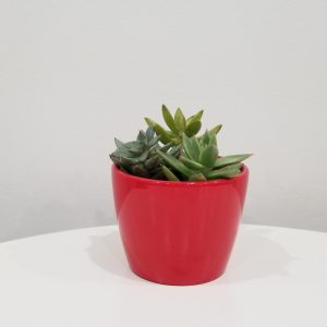 Mini succulent garden in decorative ceramic red container plant-filled gifts Indoor plants GTA Mississauga Toronto Etobicoke