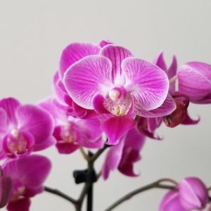orchids flowering plants Happy Mothers Day gifts GTA Toronto Mississauga Brampton Oakville Etobicoke Milton Markham Woodbridge other GTA