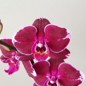 orchid phalaenopsis in decorative ceramic container flowering plants gifts GTA Toronto Mississauga Oakville Burlington Grimsby Etobicoke