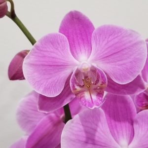 Flowering Indoor plants houseplants plants indoors plant sale Interiorplants plant gifts GTA Mississauga Toronto Etobicoke Brampton Burlington Hamilton Oakville Ontario Grimsby GTA Orchids variety premium quality plants