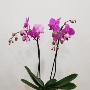 orchids flowering plants Happy Mothers Day gifts GTA Toronto Mississauga Brampton Oakville Etobicoke Milton Markham Woodbridge other GTA