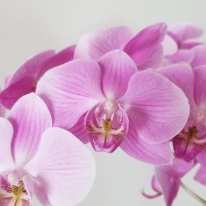 orchids flowering plants Happy Mothers Day gifts GTA Toronto Mississauga Brampton Oakville Etobicoke Milton Markham Woodbridge other GTA