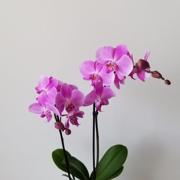 Orchid Phalaenopsis Magnifica Double Spike in Decorative ceramic container Plant gifts flowering indoor plants officeplants interiorplants GTA Toronto Etobicoke Mississauga Oakville Burlington Kipling Islington other areas