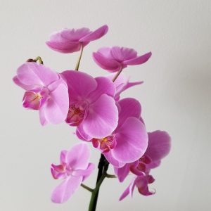 orchids flowering plants Happy Mothers Day gifts GTA Toronto Mississauga Brampton Oakville Etobicoke Milton Markham Woodbridge other GTA