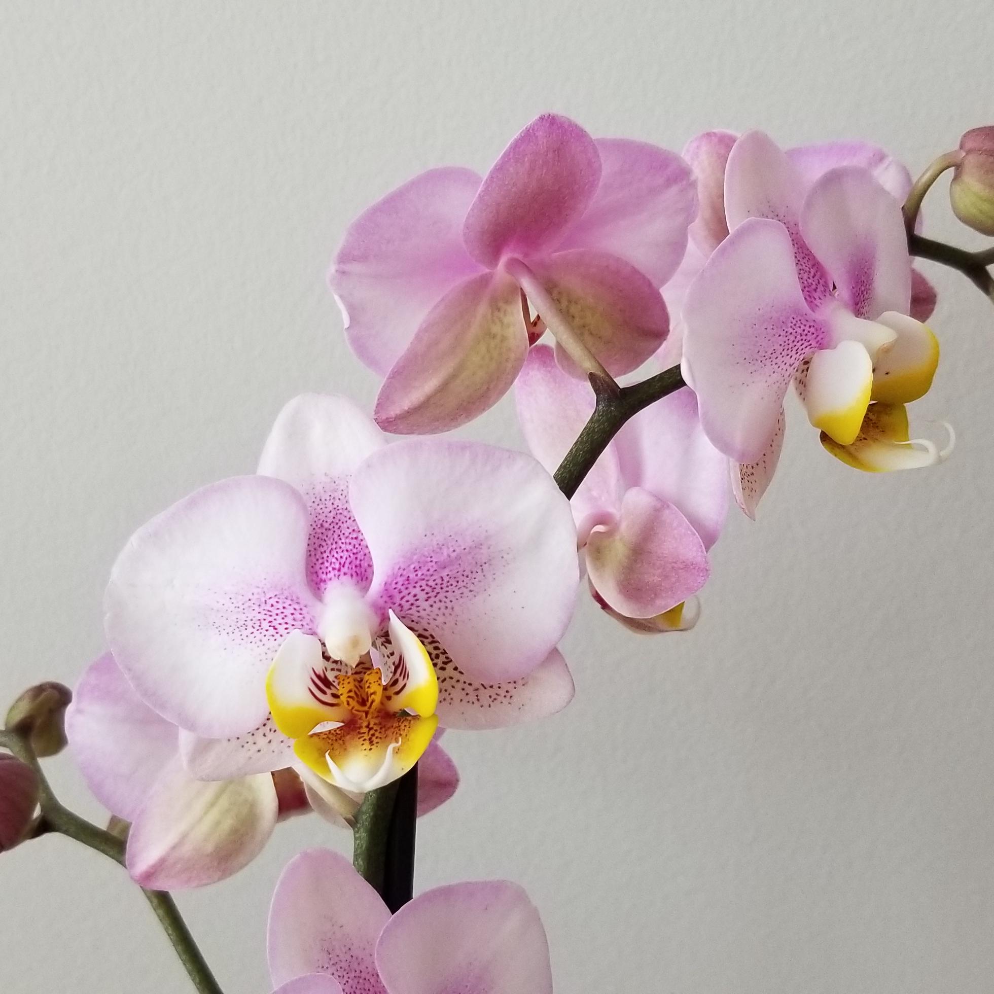 orchid phalaenopsis in decorative ceramic container flowering plants gifts GTA Toronto Mississauga Oakville Burlington Grimsby Etobicoke