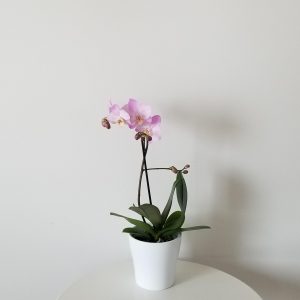 orchid phalaenopsis delicate lilac blooms in decorative ceramic container flowering plants gifts GTA Toronto Mississauga Oakville Burlington Grimsby Etobicoke