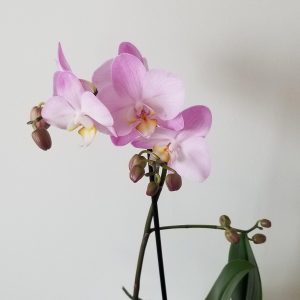 orchid phalaenopsis delicate lilac blooms in decorative ceramic container flowering plants gifts GTA Toronto Mississauga Oakville Burlington Grimsby Etobicoke