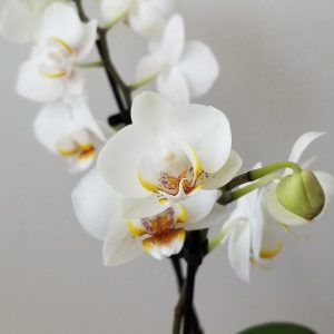 Happy Mother's Day gifts flowering plants orchid white blooms flowering and green indoor plants houseplants office plants plant gifts GTA Mississauga Toronto Milton Burlington Brampton Markham Richmond Hill other GTA