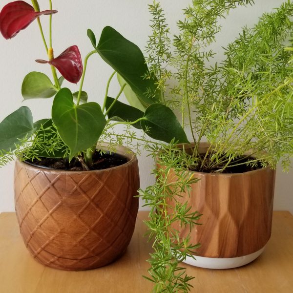 Indoor plants houseplant sale Interiorplants plant gifts Mississauga Toronto Etobicoke Brampton Burlington Hamilton Oakville Ontario Richmond Hill North York GTA Decorative ceramic containers for indoor plants