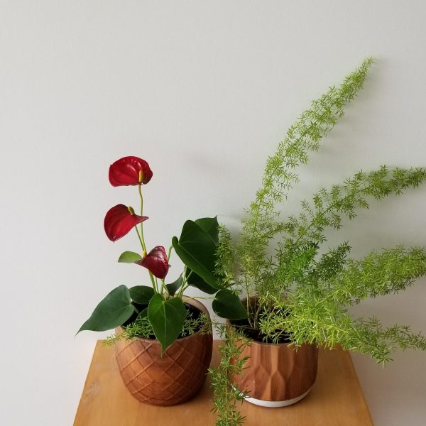 Indoor plants houseplant sale Interiorplants plant gifts Mississauga Toronto Etobicoke Brampton Burlington Hamilton Oakville Ontario Richmond Hill North York GTA Decorative ceramic containers for indoor plants