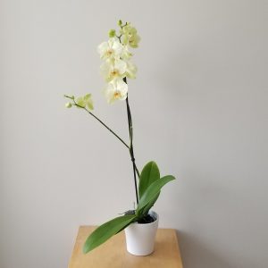 orchid premium in decorative ceramic pot christmas gifts indoor flowering plants houseplants office plants Toronto Mississauga Brampton Oakville Etobicoke other GTA
