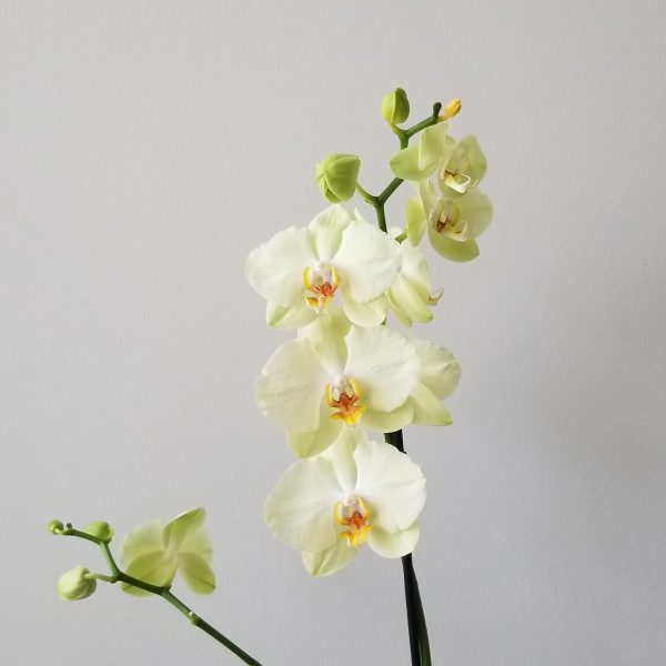 orchid premium in decorative ceramic pot christmas gifts indoor flowering plants houseplants office plants Toronto Mississauga Brampton Oakville Etobicoke other GTA