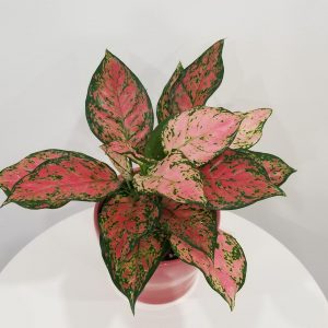 Aglaonema Pink Valentines in decorative ceramic container Happy Valentine's Day plant-filled gifts Indoor plants houseplants GTA Toronto Mississauga etc