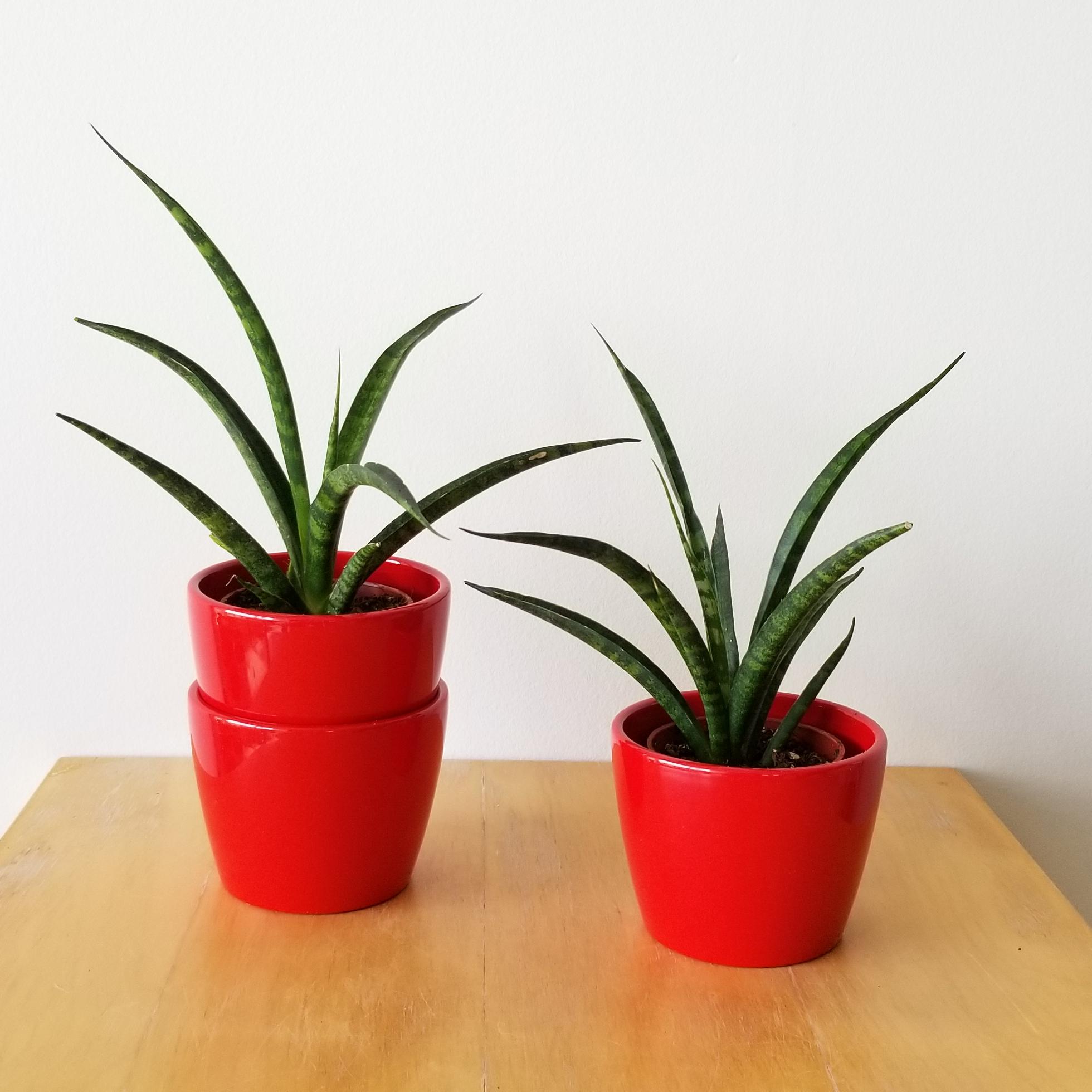 deco ceramic marlow 3in red with sans Indoor plants houseplant sale Interiorplants plant gifts Mississauga Toronto Etobicoke Brampton Burlington Hamilton Oakville Ontario Richmond Hill North York GTA Decorative ceramic containers for indoor plants Ceramic decorative pot for houseplants red