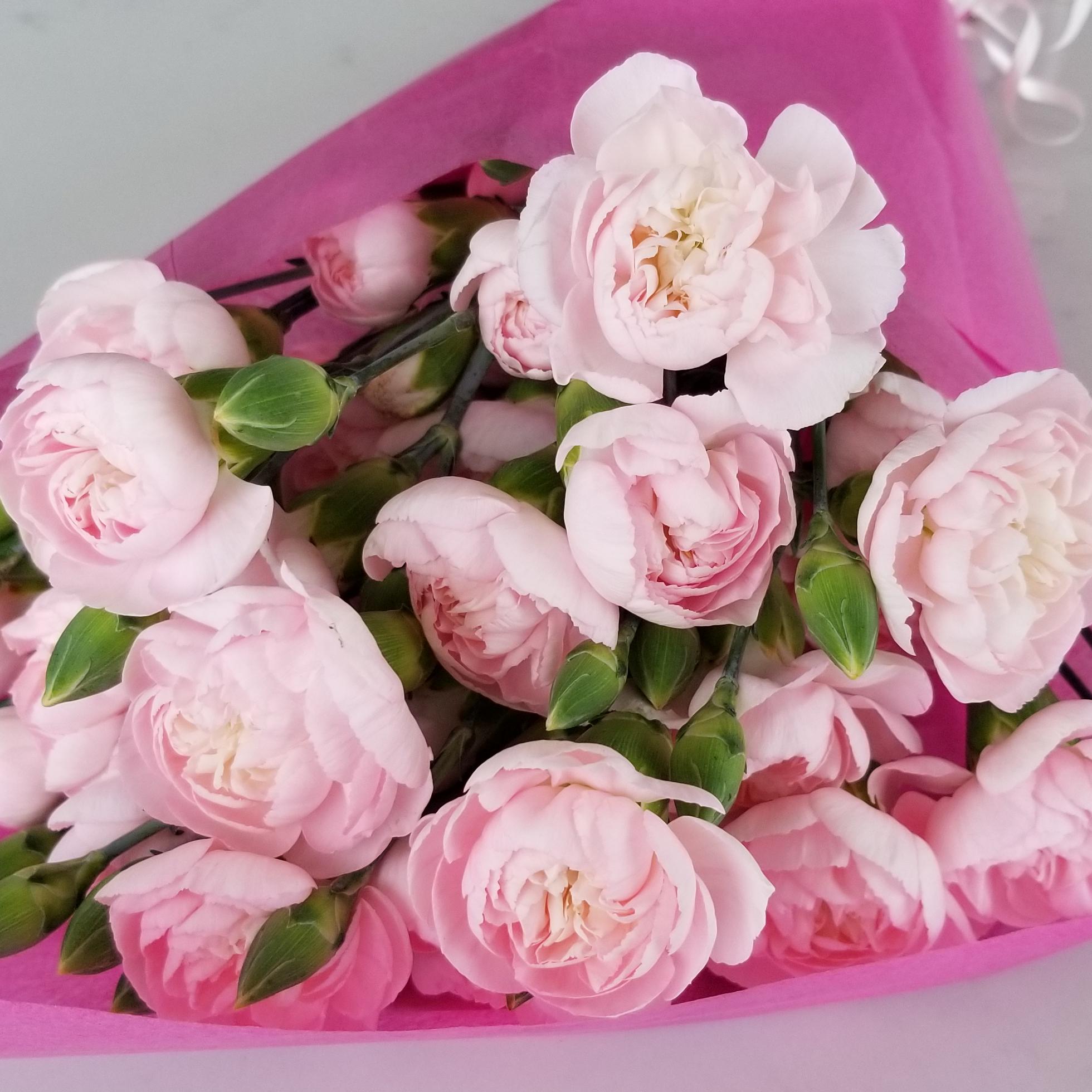 Carnations Funza Mini Delicate Pink 10 stems | InteriorPlants.ca