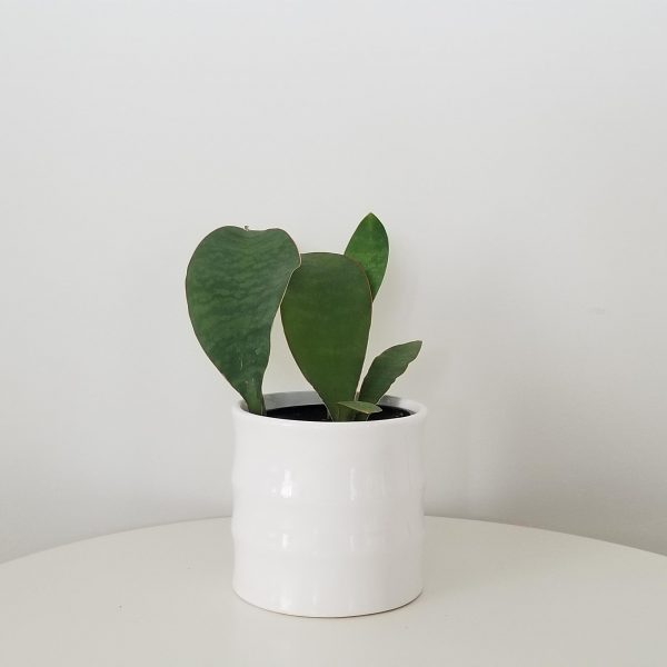 sansevieria whale fin in decorative ceramic pot air-purifying interior plants plant gifts houseplants office plants Toronto Mississauga Oakville Brampton Etobicoke Milton etc