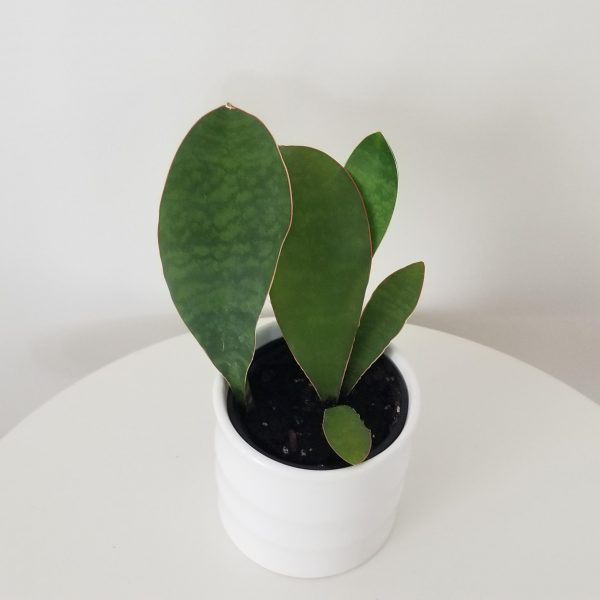 sansevieria whale fin in decorative ceramic pot air-purifying interior plants plant gifts houseplants office plants Toronto Mississauga Oakville Brampton Etobicoke Milton etc