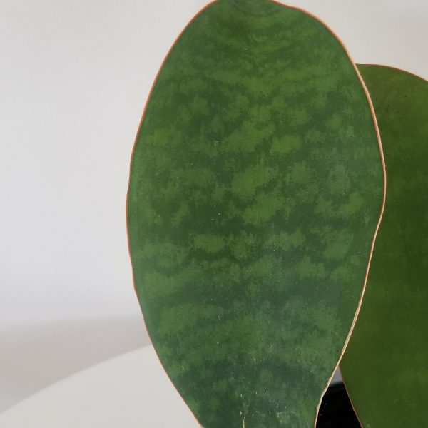 sansevieria whale fin in decorative ceramic pot air-purifying interior plants plant gifts houseplants office plants Toronto Mississauga Oakville Brampton Etobicoke Milton etc