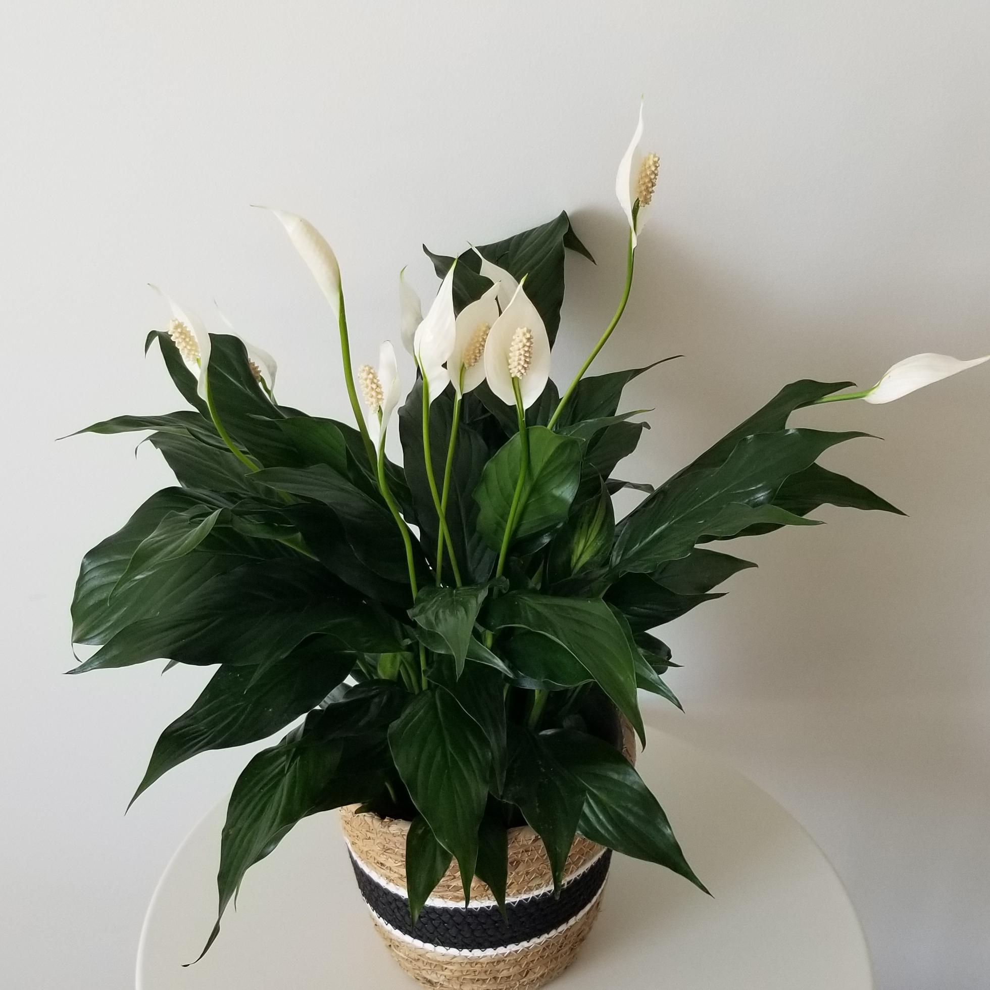 Peace Lily Mother's Day gifts air-purifying indoor plants houseplants Toronto Mississauga Etobicoke Brampton Oakville other GTA