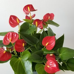 Indoor plants houseplant sale Interiorplants plant gifts Mississauga Toronto Etobicoke Brampton Burlington Hamilton Oakville Ontario Richmond Hill North York GTA Flower filled gifts Anthurium Red in Green Glass container Plant Gift air-purifying plants