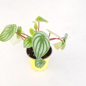 Indoor plants houseplants green plants for indoors interiorplants Plant shop GTA Mississauga Toronto Etobicoke Brampton Grimsby Burlington Oakville Hamilton Peperomia Watermelon